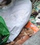 Cat Rescued From a Bag
