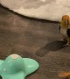 Yoshi the Parrot Tries to Understand Cat Toy