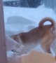 Dog Digs His Way Through Cat Door