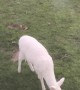 Albino Deer Comes to visit