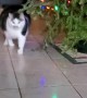 Chonky Cat Comes Running for a Snack