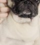 Plump Pug Has Trained its People Well