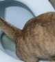 Conscious Cat Uses Toilet