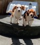 Synchronized Goofy Beagle Sisters Jump