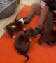 Playful Puppies Pounce on Kiddo