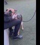 Incredible moment when dog chooses woman at the shelter