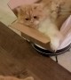 Kitty Goes for a Ride on Roomba