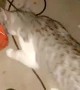 Kitty Gives Human an Unexpected Present