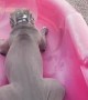puppy slides