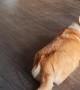 Cute Corgi Startled by Roomba