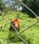 Lion Charges at the Fence