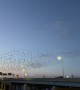 Murmuration Flies Over Freeway