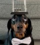 Harlso the Dachshund Balancing Newton's Cradle on His Head