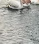 A Pelican Tries to Steal Another Pelican’s Fish