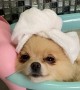 Pampered Pomeranian Enjoys Luxurious Spa Day