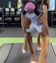 Happy Doggy Enjoying Some Indoor Exercise