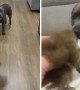 Guilty doggy runs away when confronted with his guilt