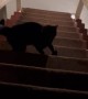 Dog Trips Going Down the Stairs