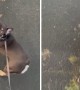 French Bulldog literally screams in excitement for walk time