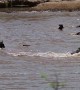 Nile Crocodile Catches Wildebeest