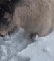 Miniature Horse Pushes Through Piled up Snow