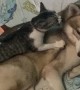 Kitty Makes Itself Comfortable on Furry Friend