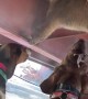 Dog Pack Discovers Mountain Lion's Hideaway