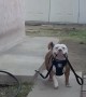 Happy Pup Leaves with Leash