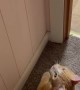 Cat Leaps for Light Switch