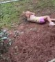 Little Girl Full Sends off Deck