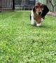 Basset Hound Rushes in to Greet You