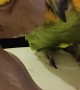 Sweet Parrot Wants Attention Too