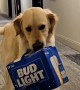 Good Dog Carries Case of Bud Light