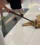 Happy Golden is Dragged along Shopping Mall