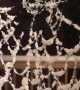Snowy Spider Web