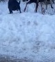Moose Encounter with Dog at Off-Leash Dog Park