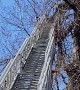 Firefighter Rescues Kitten Stuck in Tree