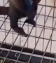 Pet Monkey Steals Cell Phone