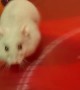 Hamster Loves Running on Her Saucer