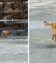 Firefighter rescues golden retriever from icy Colorado pond