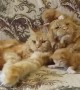 Angry Cat Family