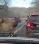 Elk Traffic Jam in North Carolina
