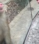 Monkey’s Adorable Reaction to Magic Trick