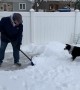 Man Shovels Snow So Border Collie Can Play