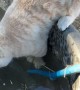 Frosty the Horse Helps Cat Take Unwanted Bath