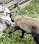 Baby Sheep Doesn't Play Nice