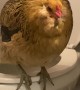 Pet Chicken Uses the Toilet