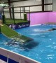 Dog Jumps in After Handler Falls into Pool
