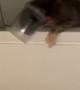 Cat Gets Stuck Inside Bathtub Toy
