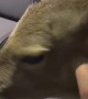 Poor Deer was Cold and Got in the Truck with Us